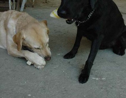 1380945505-3996714493