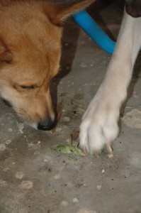 1380945511-1110730460