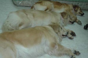 1380945513-1403166136