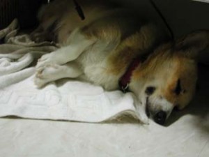 1380945518-729825567