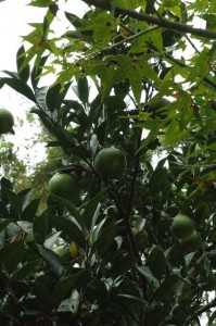 1380945545-4139244501