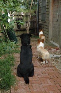 1380945572-3627763464