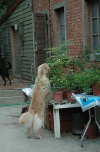 1380945574-1265471782