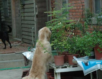 1380945574-1265471782