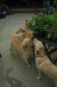 1380945574-1690185207