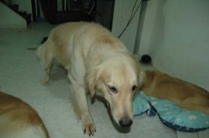 1380945582-1665329851