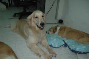 1380945582-2719630771