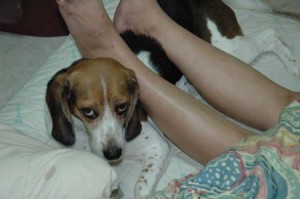 1380945588-4139080329