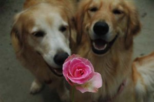 1380945611-1233552036