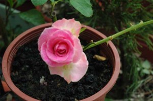 1380945611-2979235842