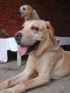 1380945624-3143889273