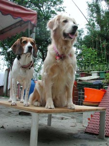 1380945699-3063022104