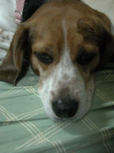 1380945702-3977609666