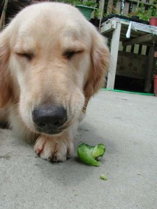 1380945711-2641866035