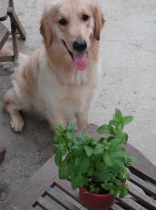 1380945723-1667010359