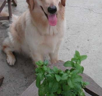 1380945723-1667010359