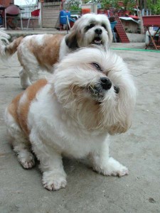 1380945735-3015481949