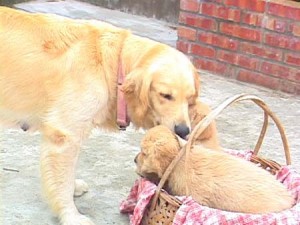 1380945740-2497910806