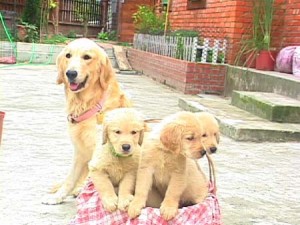 1380945741-1459045495