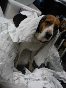 1380945756-4195939033