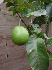 1380945772-3155249675