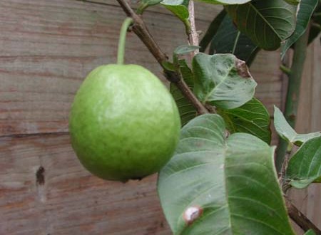 1380945772-3155249675