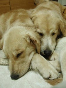 1380945775-1911353503