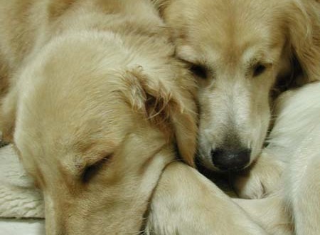 1380945775-1911353503