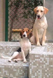 1380945785-1110313309