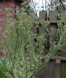 1380945789-1711660534