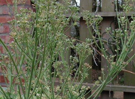 1380945789-1711660534