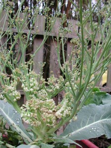 1380945790-1606151758