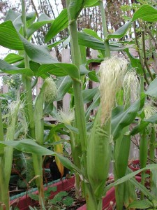 1380945791-3205794715