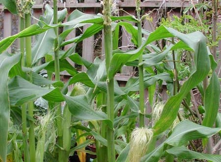 1380945792-555999456