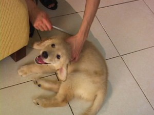 1380945799-4178355609