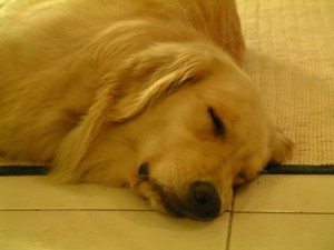 1380945801-1748372495