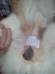 1380945806-1640383475