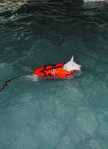 1380945819-2945878918