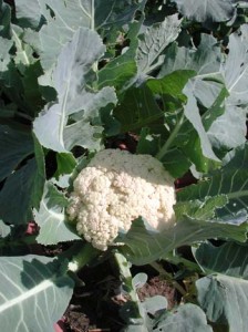 1380945827-2623685935