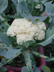 1380945827-2812452935