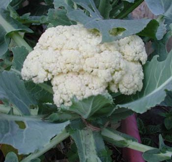 1380945827-2812452935