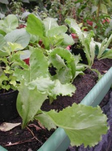 1380945829-1465566240