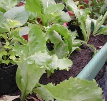 1380945829-1465566240