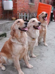 1380945837-4024982653