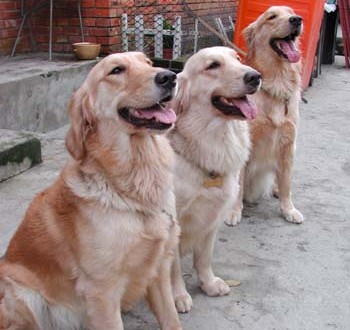 1380945837-4024982653