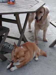 1380945854-1650946077