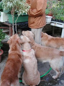 1380945910-2493467994