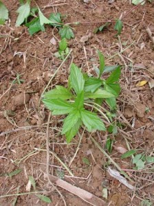 1380945913-2667687740