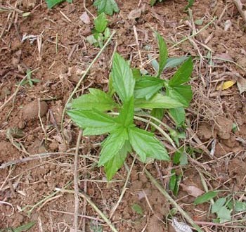 1380945913-2667687740