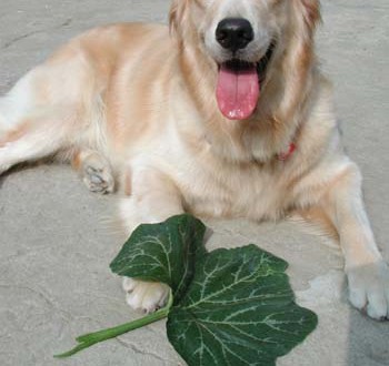 1380945922-1024251531